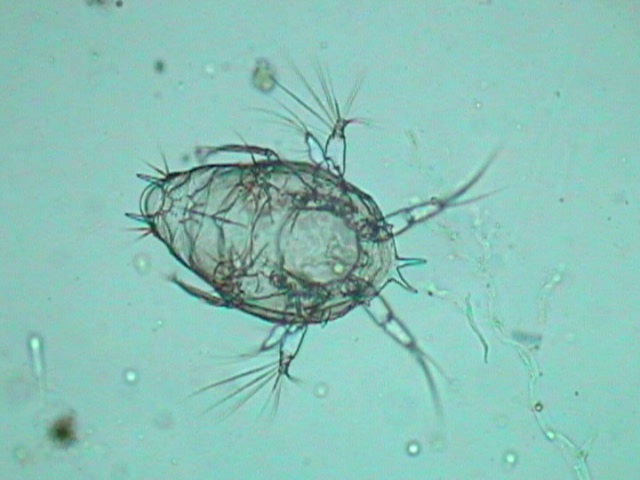 Nauplius...cornuto?